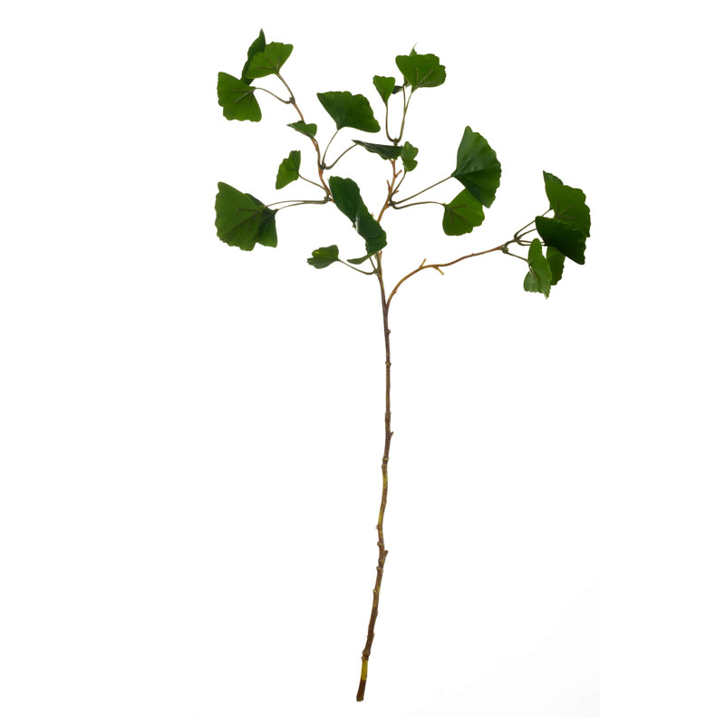 

Растение декоративное Asa Selection Deko ветка Гингко, Зеленый