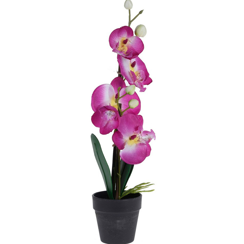 Орхидея в горшке Гарда Декор 15x15x38см гигрофила пиннатифида в горшке